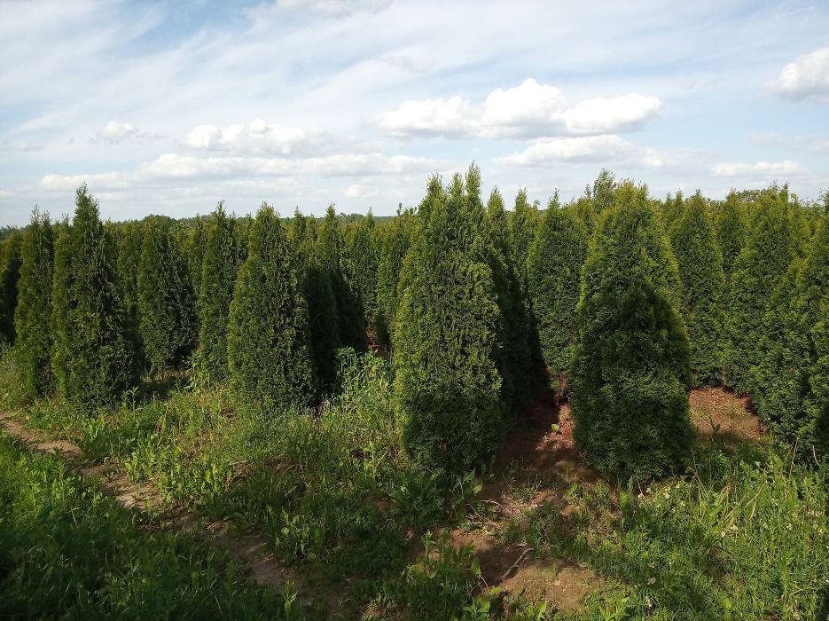 Tuja szmaragd brabant 100-300cm, piekne, gęste, dowóz gratis, SADZIMY