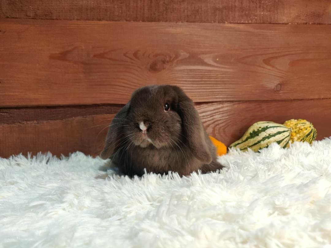 Urocze króliczki Mini Lop. Króliczek karzełek, miniaturka.