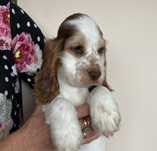 Cocker spaniel angielski- zapraszamy do rezerwacji