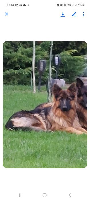 Owczarek niemiecki szuczka