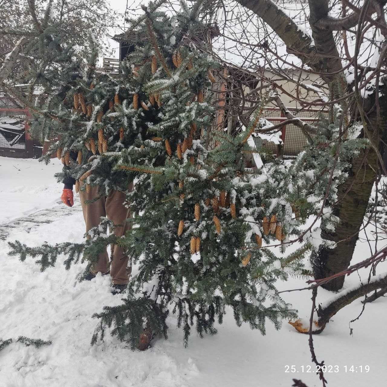 елка натуральная живая, еловые ветки