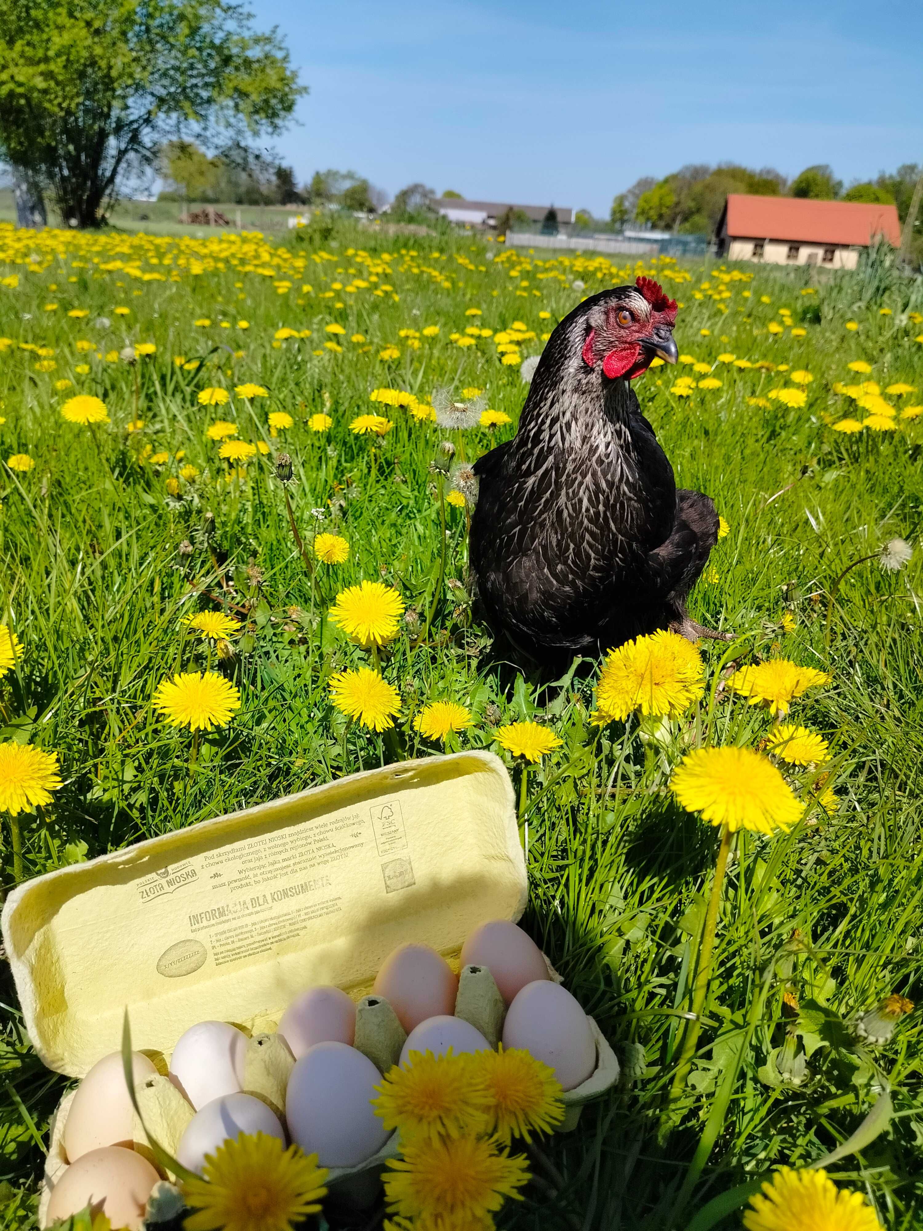 Sprzedam duże wiejskie jajka