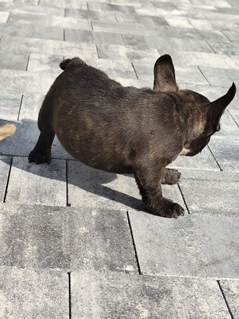 Buldog francuski sunia