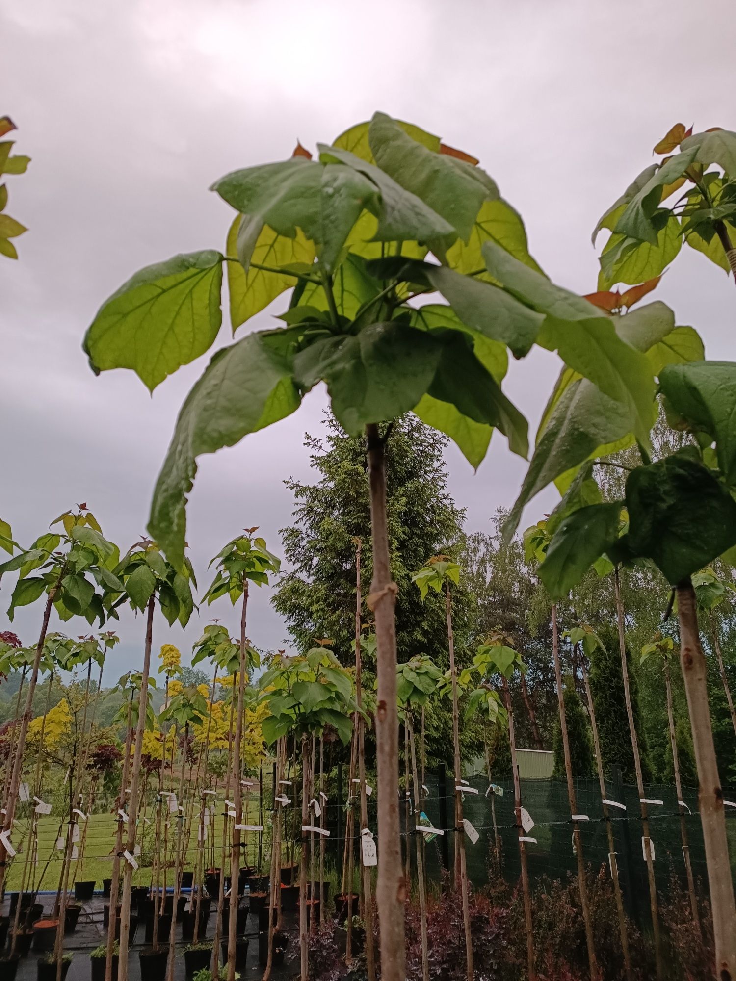 Catalpa nana   Surmia Begonia Nana katalpa