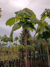 Catalpa nana Surmia Begonia Nana katalpa
