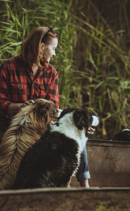 Szczeniak chlopiec Border Collie szczeniak samczyk piesek