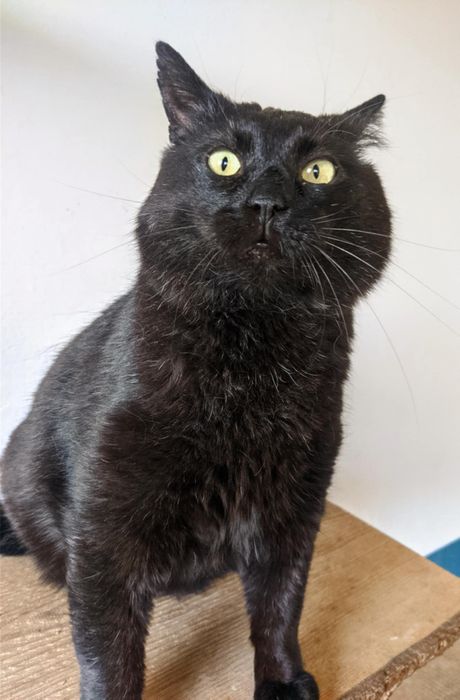 Węgielek dorosły kot kocur szuka domu niekupujadoptuj