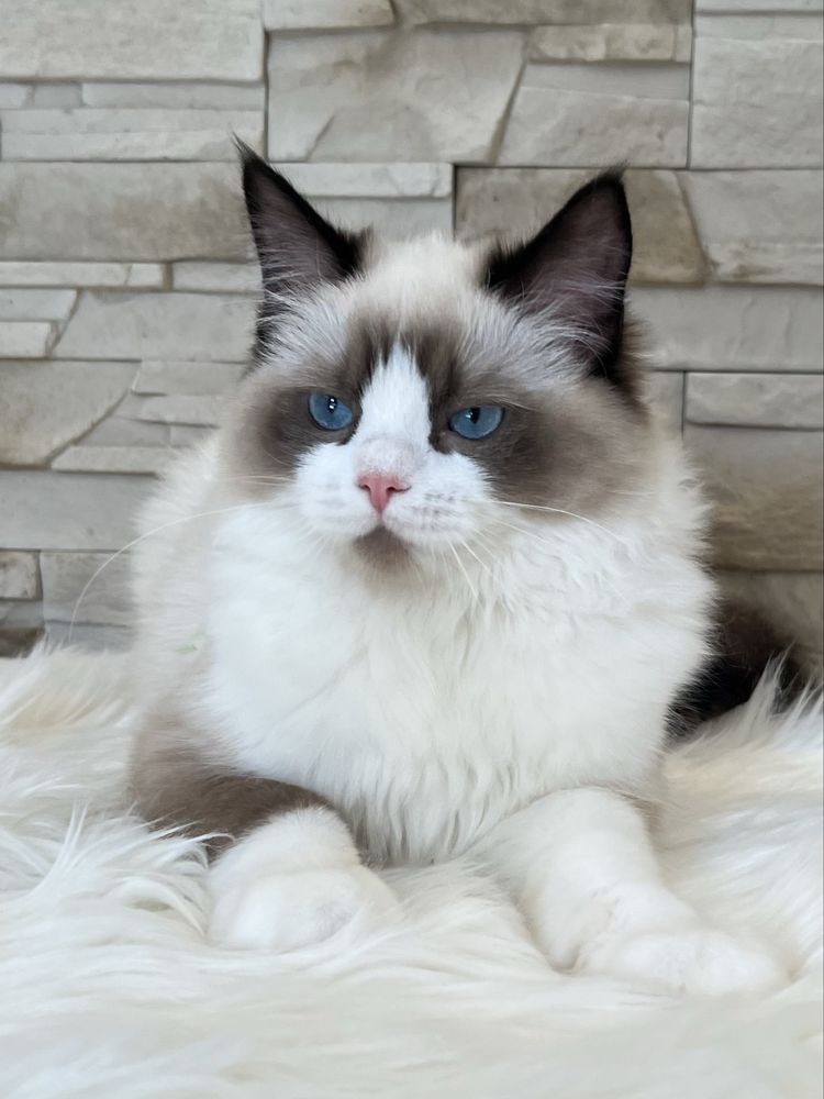 Kotka Ragdoll , rodowod FPL