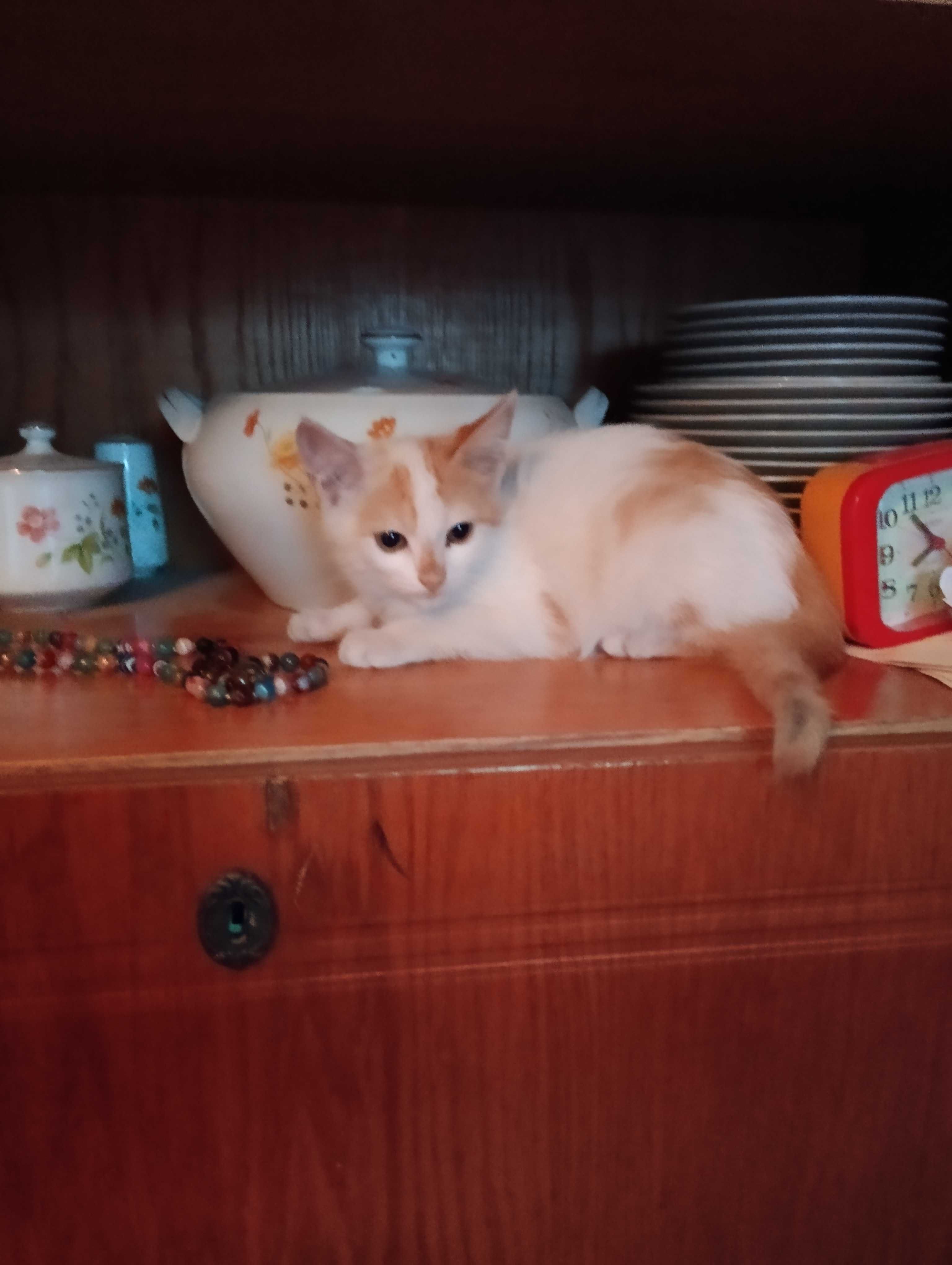 Кошенята - дівчата безкоштовно