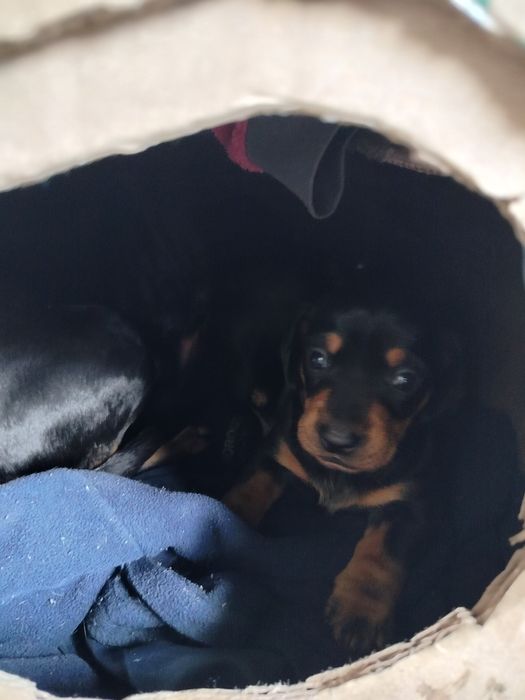 Такса дівчинка породиста