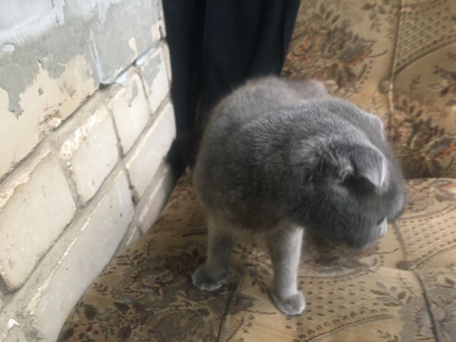 Одам за символічну ціну