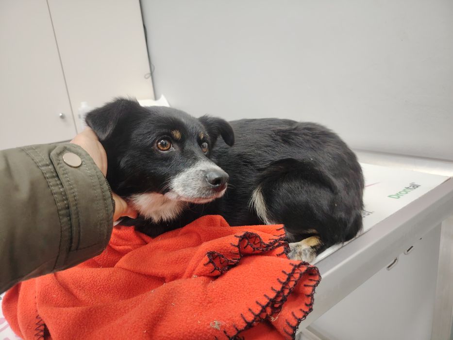 Znaleziona sunia, czyja zguba?