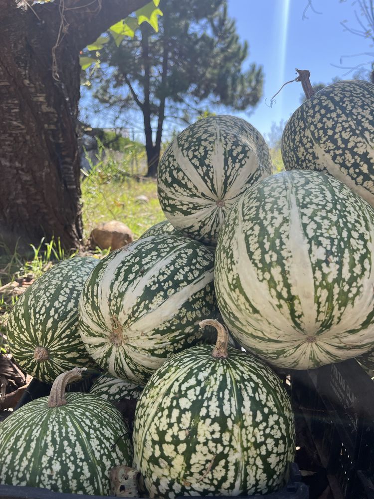 Chilas orgânicas sem pesticidas nem adubos