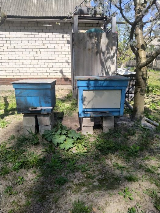 Продам бджоли, рамки, рамки дадани,8 вуликів, бджоли сім'ї, пасіку, ву