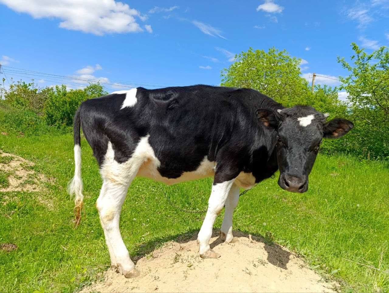 Продам телицю від молочної корови.