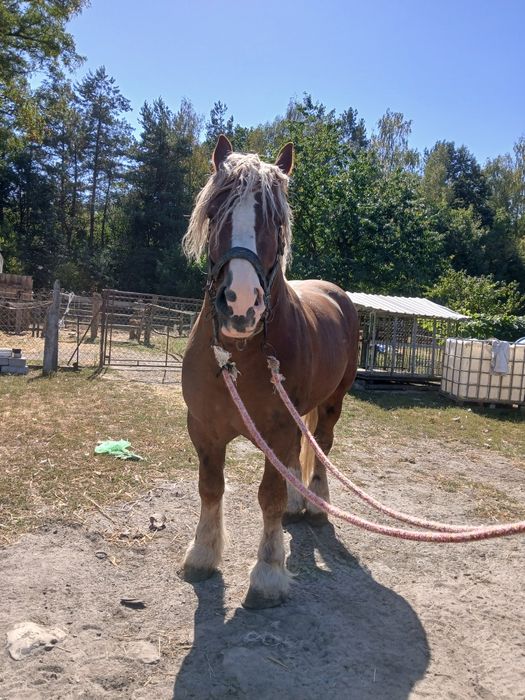 Sprzedam ogiera zimnokrwistego