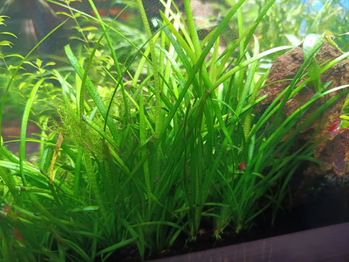 Planta aquario Sagittaria subulata