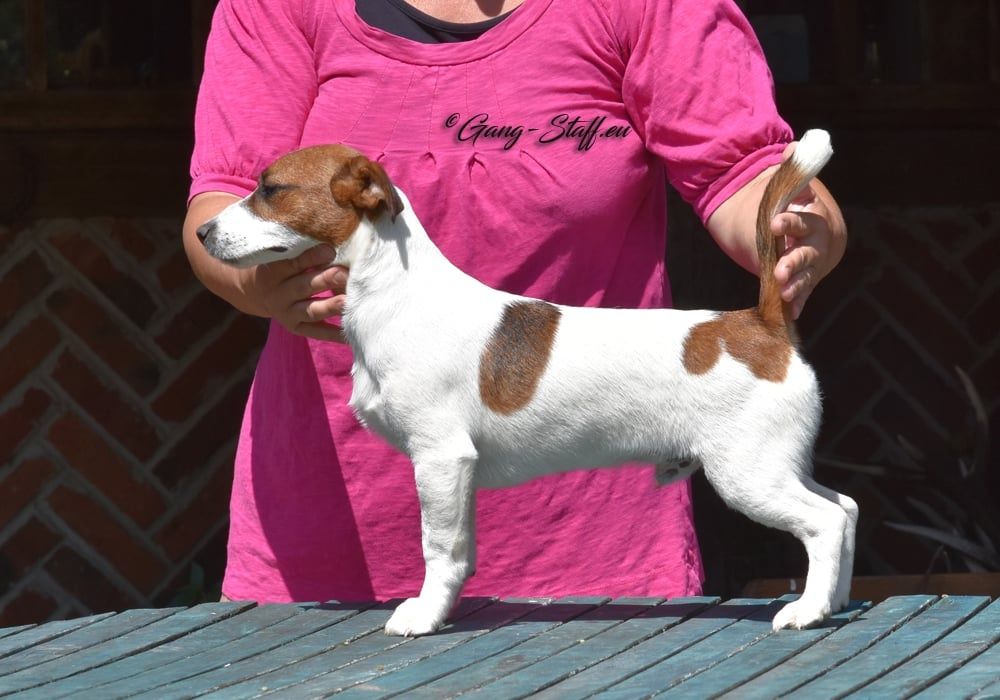 Молодий гладкошерсний кобель джек расел