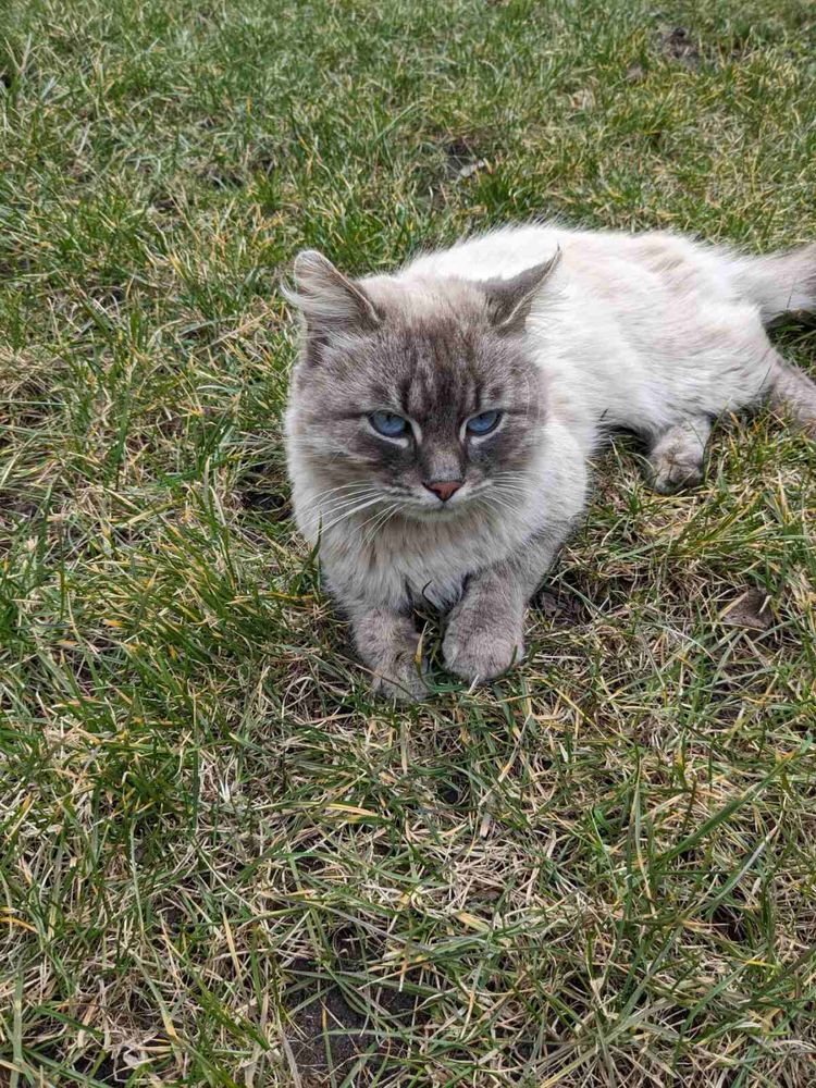 Котята Невская маскарадная