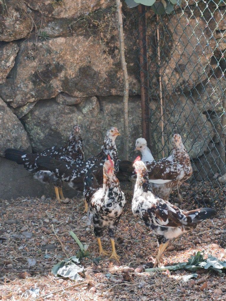 Leghorn casal 3 meses