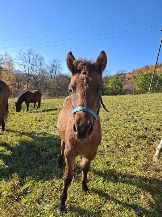 Sprzedam odsadka huculskiego