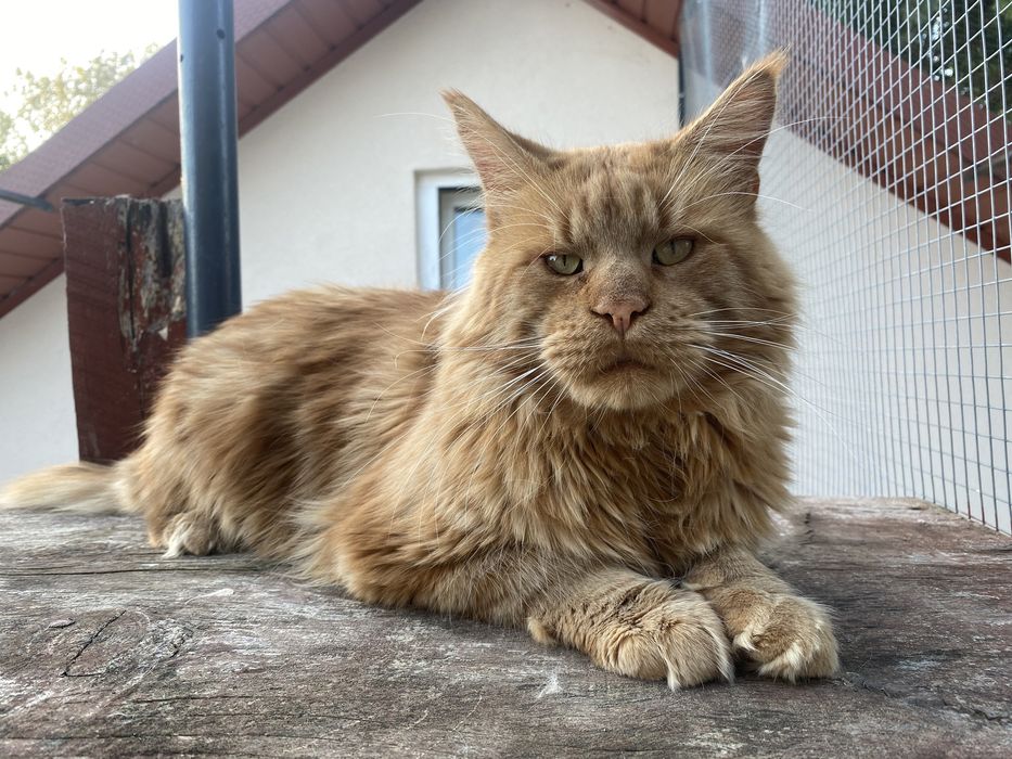 Maine Coon kocur dorosły