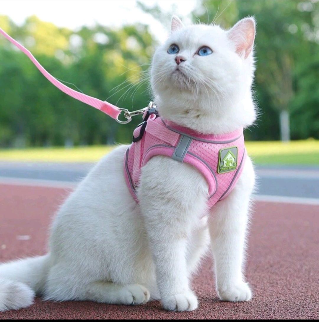 Trela para gato.