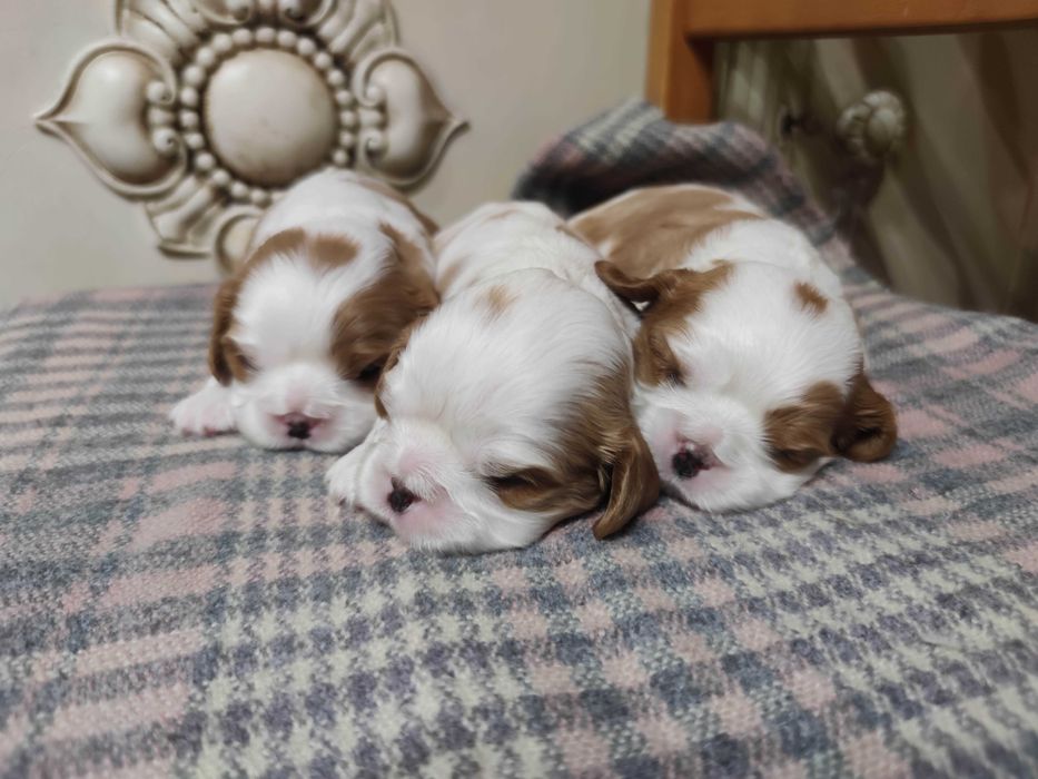 Cavalier King Charles Spaniel