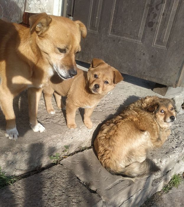 Віддам в добрі руки