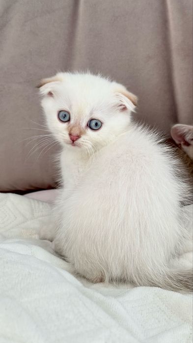 Золоті малюки в улюбленці