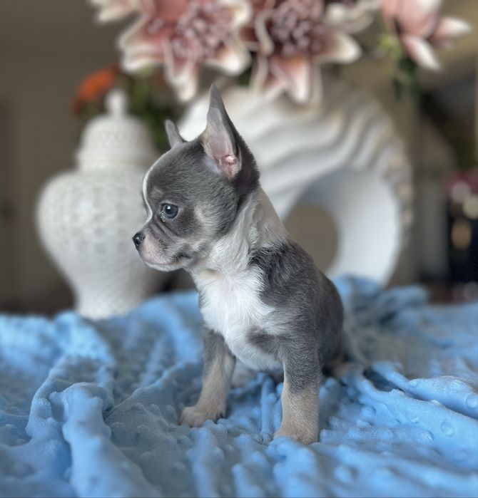 Chihuahua krótkowłosa