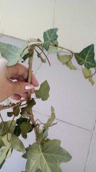 Плющ вечнозелёный, черенки с корнем(ветки)