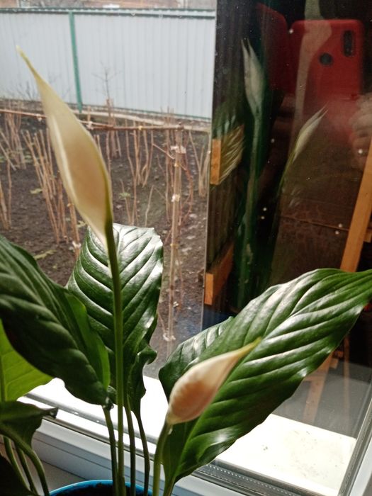 Каланхой цветущий