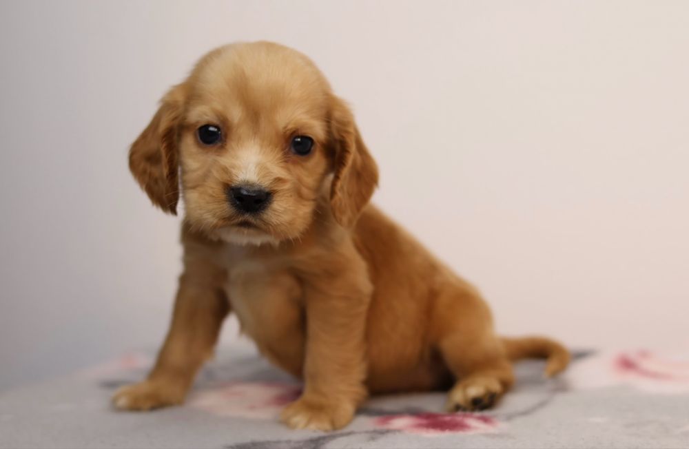 Cocker Spaniel Angielski samiec
