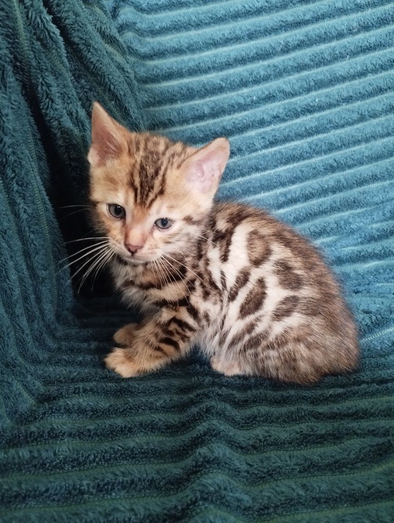 Bengal bebé macho - (Spotted Taby) Rosetas Marrom