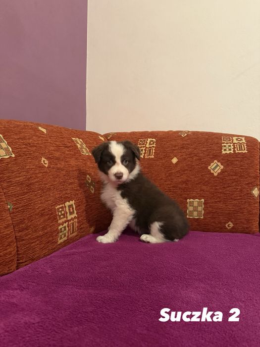 Suczka Border Collie