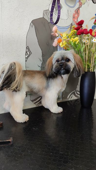 Вязка Шит-цу (мальчик)