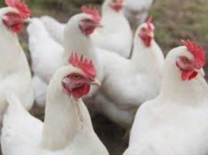 Кобб 500, Ломан, леггорн импорт и Украина инкубационное яйцо