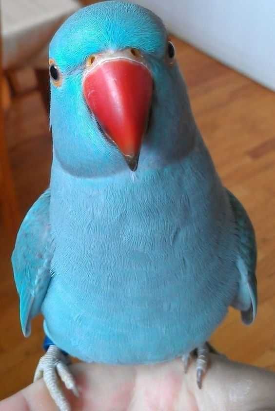 Намистові папужки синього кольору