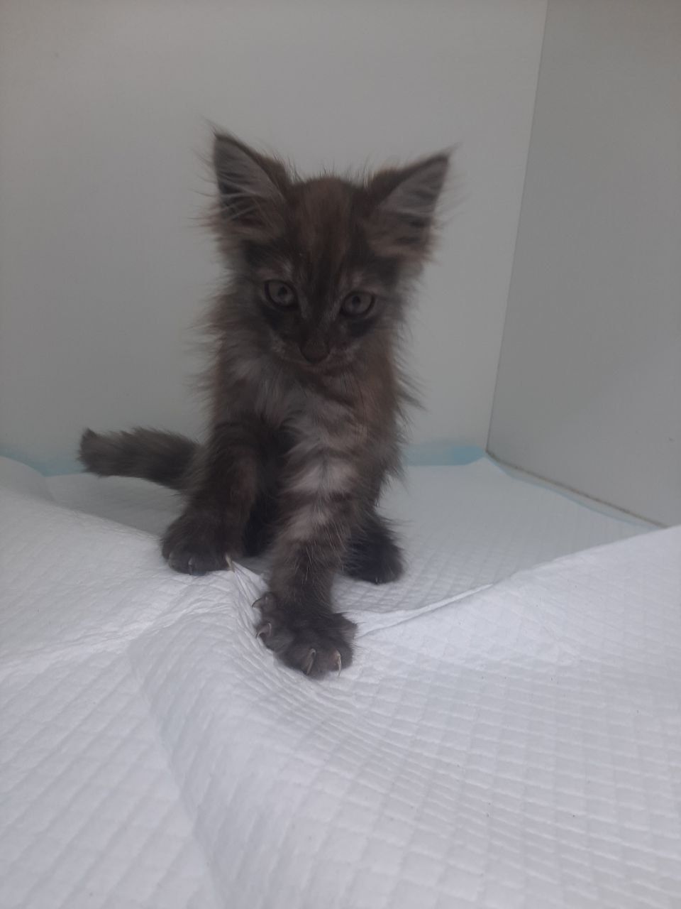 Срочно шукаю родину