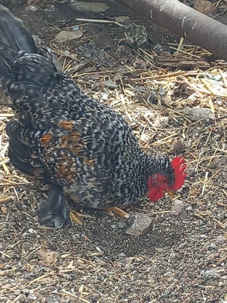 Vendo frangos pequenos