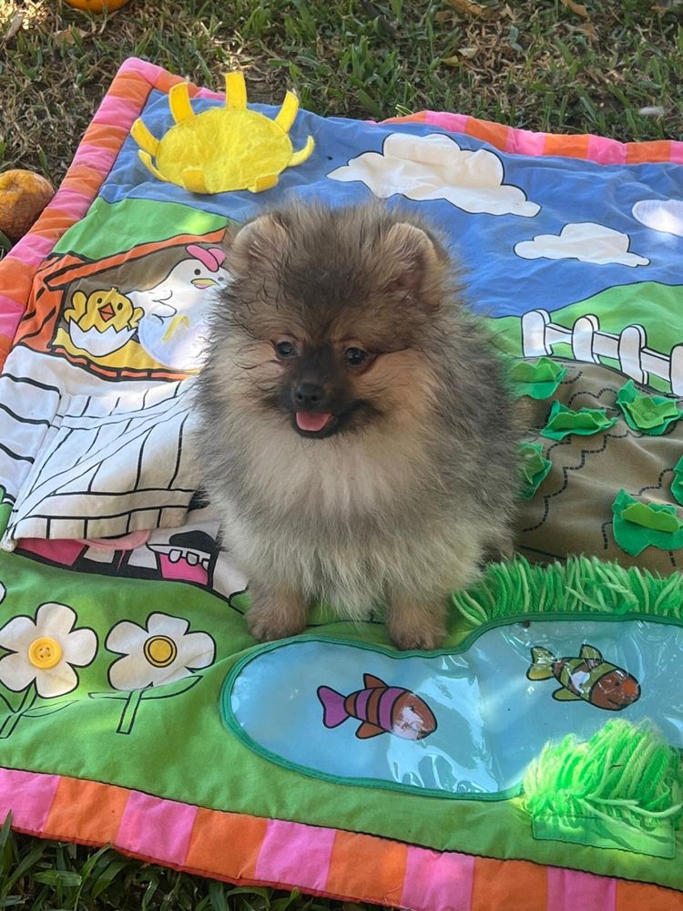Lulu da pomerânia macho