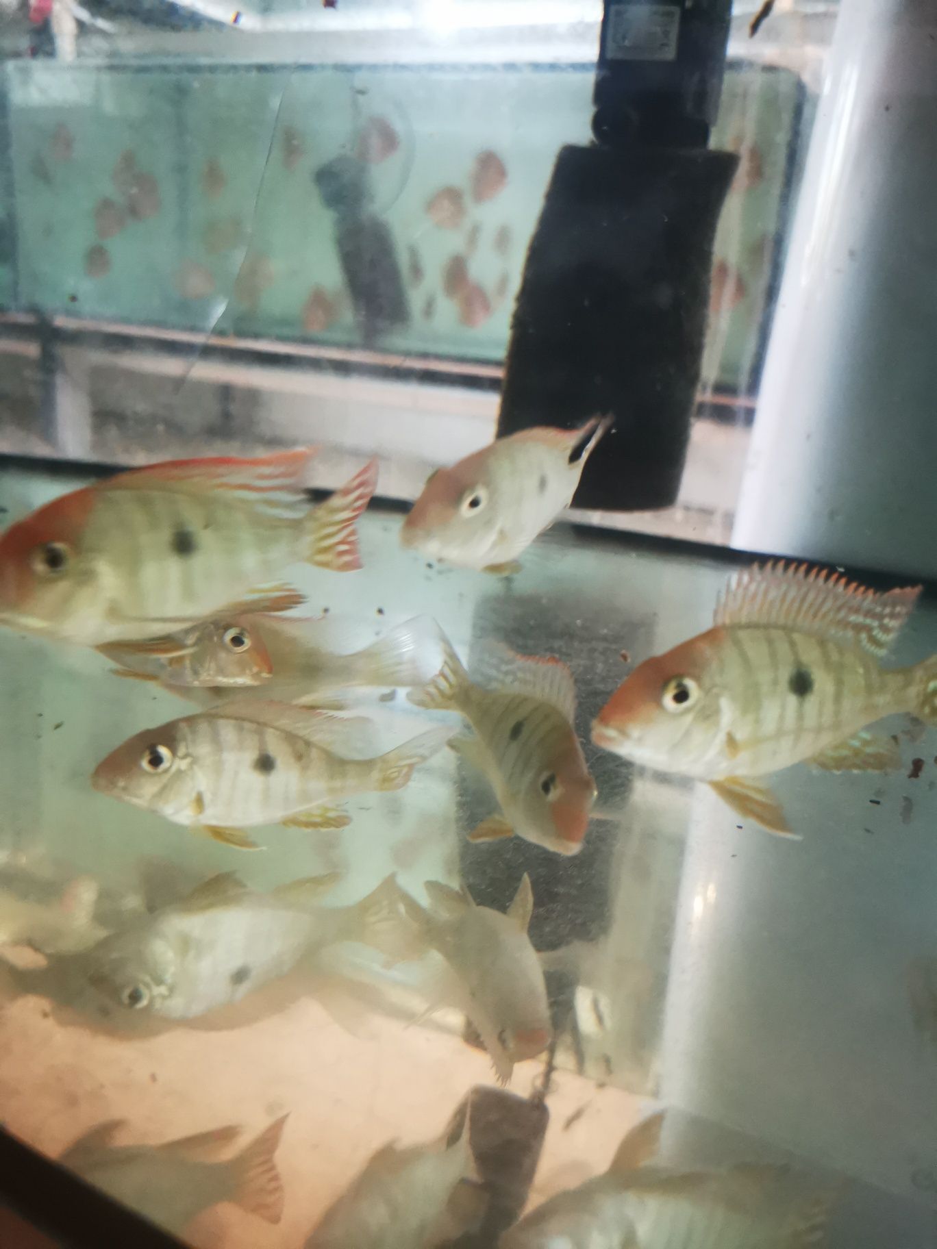 Ziemiojad Red Head Tapajos