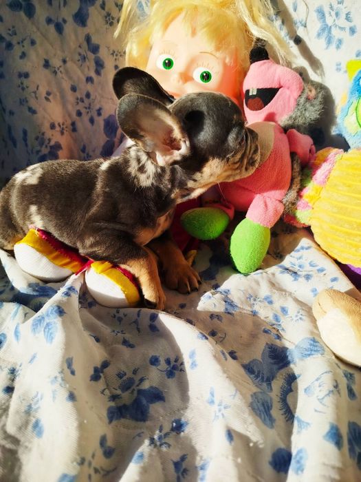 Щенки французского бульдога