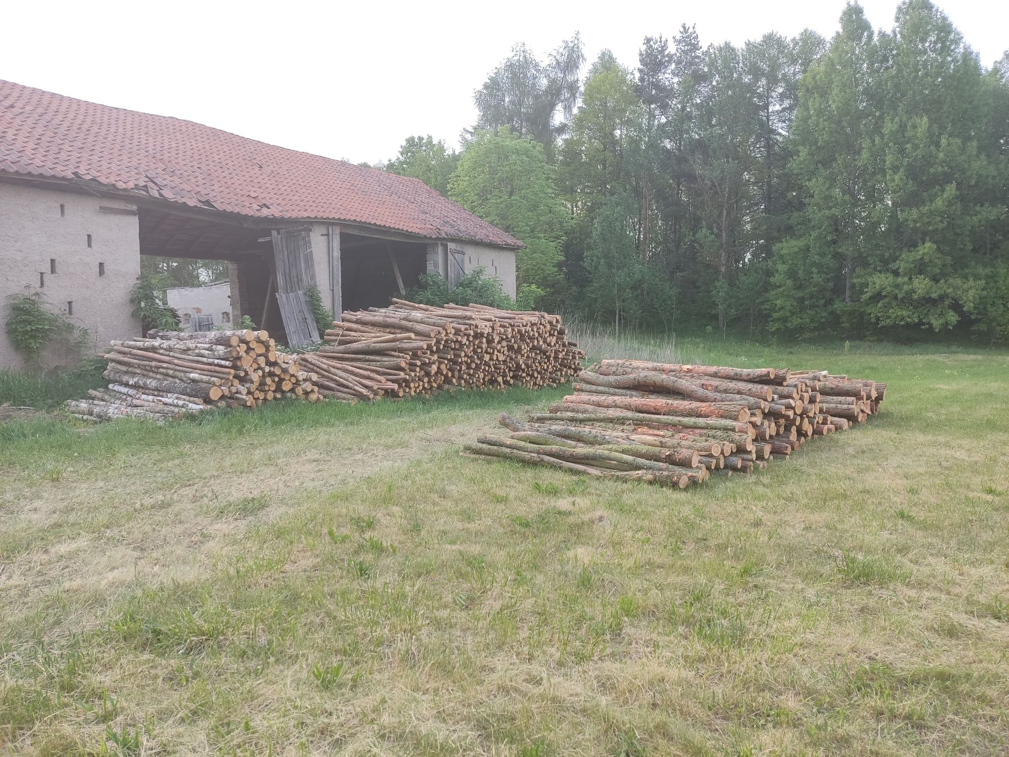 Drewno opałowe brzoza, sosna prosto z lasu