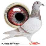 Młode para 40 gołąb gołębie pocztowe Płowe Oryg. Bula-Latacz z rodowód