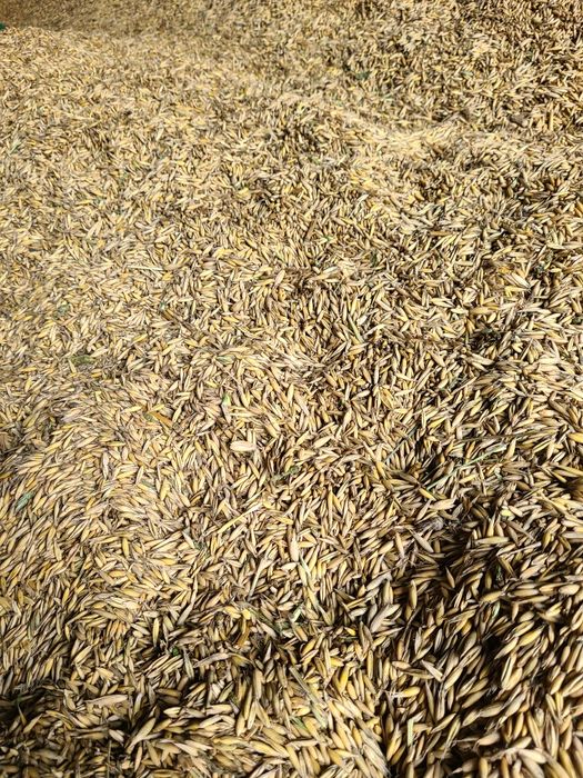 Dla koni eko Zboże owies mieszanka z pszenicą I jęczmieniem