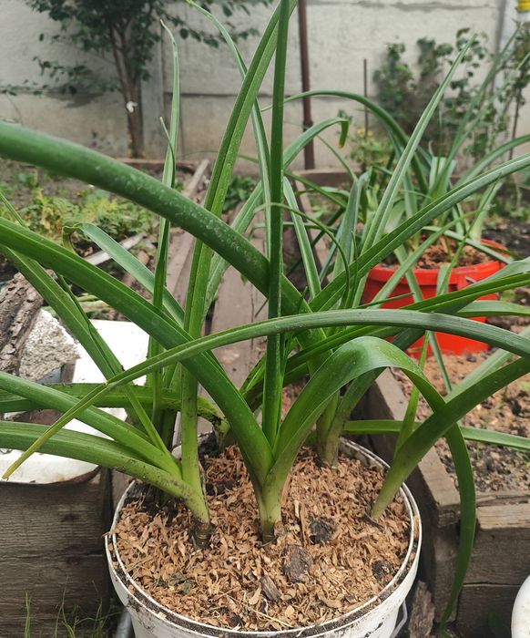 Продам луковицы индийского лука