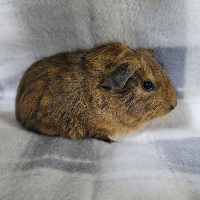 Świnka morska gładkowłosa samiec