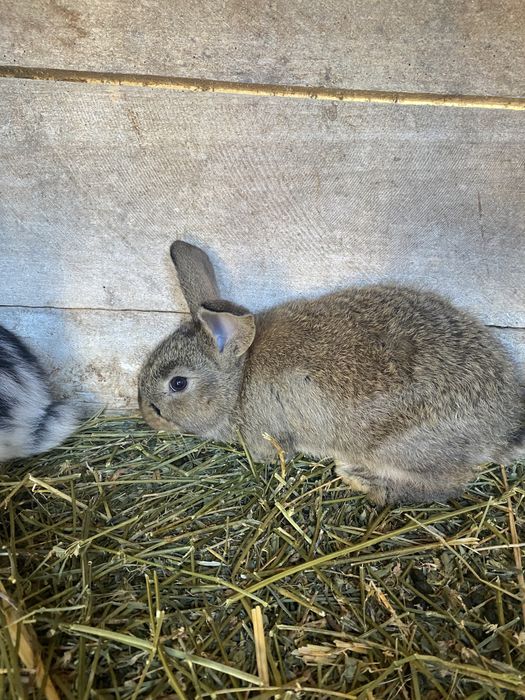 Кролі різногл віку